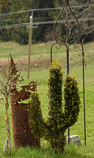 Buchs zum Kaktus umgezüchtet in Hellengerst 2018