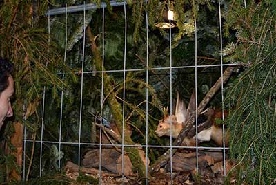 Käfighaltung Wolpertinger Lindauer Hafenweihnacht 2018