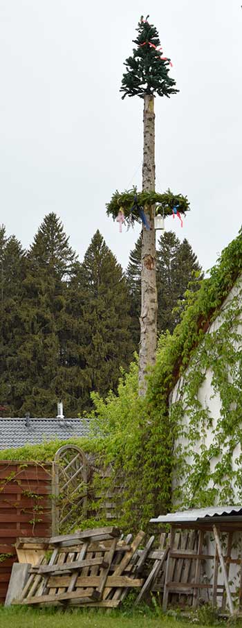 Ungewöhnlich: ein massiver, nicht entrindeter, Holzstamm mit kleiner Tanne - Oberghäuser (Röthenbach) 2018 