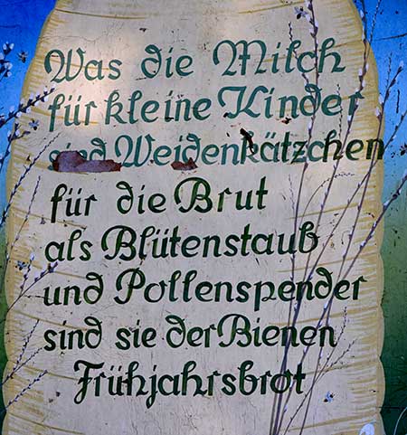 Bienen im Allgäu - Imker - Was die Milch für kleine Kinder sind Weidenkätchen für die Brut als Blütenstaub und Pollenspender sind sie der Bienen Frühjahrsbrot