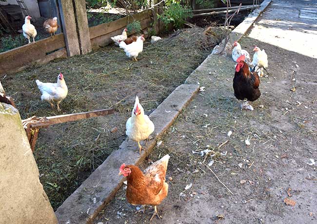 Misthaufen mit Han Caruso auf dem Biobauernhof Beck in Wangen