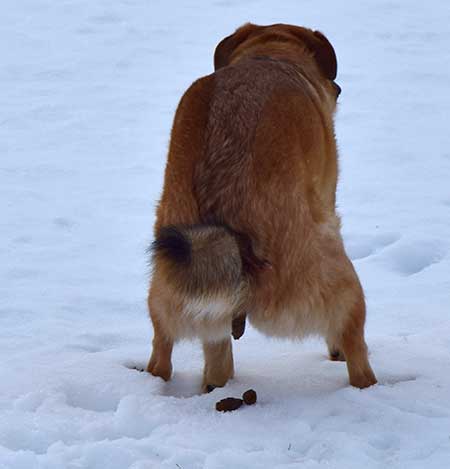 Pst! Nicht weitersagen, das war der Hund vom Bauern selber - und keiner hat's gemerkt.