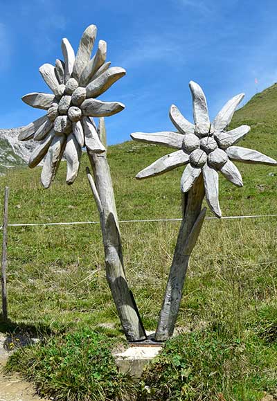 Edelweis am Nebelhorn - Bitte nicht pflücken - Strengster Naturschutz - Sie befinden sich in einem NSG