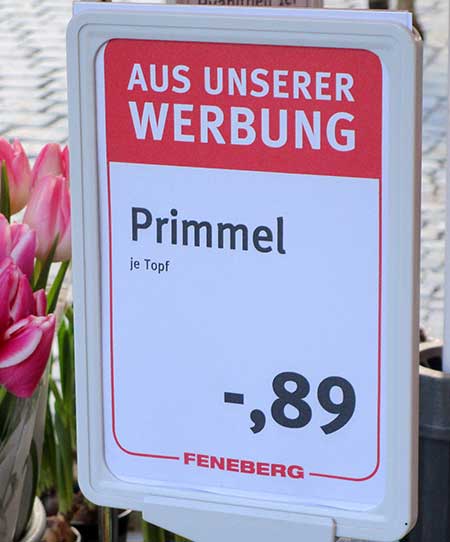 Primel im Allgäu - nicht Primmel - das ist falsch geschrieben!