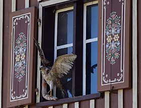 Dieser ausgestopfte Greifvogel könnte auch ein Wolpertinger sein