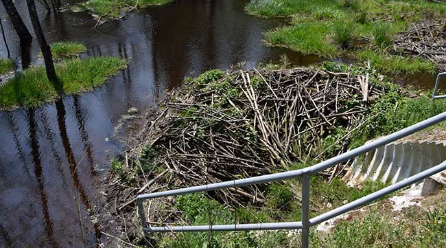 Sehr zum Leidwesen des Waldbesitzers wurde im Unterallgäu (Treherz) 2016 ein Biber aktiv 