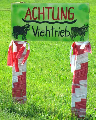 Viehtrieb in Hinang (OT von Bad Hindelang)