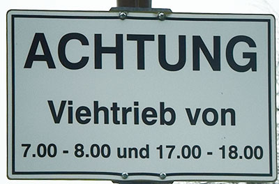 Viehtrieb in Hinang (OT von Bad Hindelang)