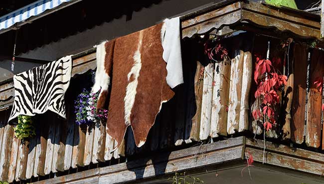 Wäsche zum trocknen - Kuhfelle im Allgäu