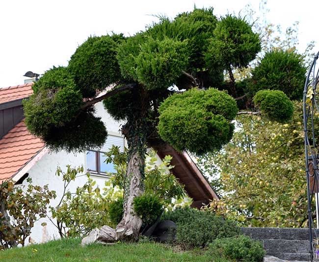 Puschel Thuja in Weißensberg