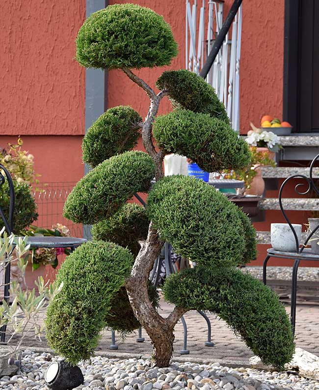 Thuja in Bonsai Art in Weißensberg 2018