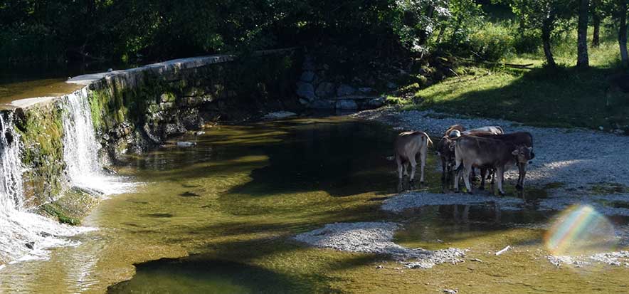 32° Lufttemperatur - die obere Argen bei Rothenbach (Isny) die Schumpen lassen es sich am Wasserfall gut gehen. Bild klicken!