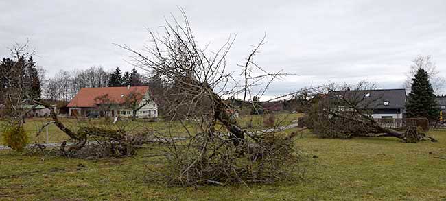 der Winter 2019 hat großflächig Obstbäume im Westallgäu geschädigt - hier ein Beispiel