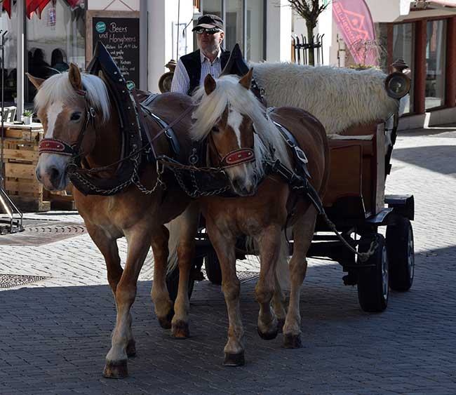 Bad Hindelang - Haflinger Kutsche mit Schafellbezug 