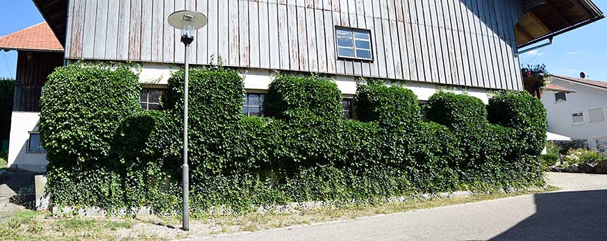 Efeu erobeert einen Stall in Schrattenbach, alle Fenster sind sorgfältig freigeschnitten. Dietmannsried 2019