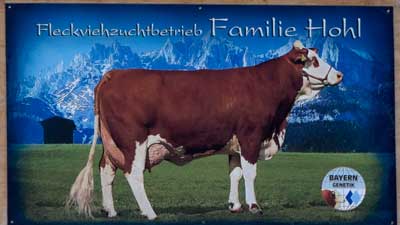Fleckvieh Zuchtbetrieb Familie Hohl in Eisenbach (Kreuztal) 2019 bei Bayern Genetik