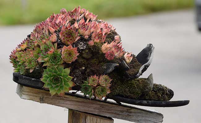 Bergschuhe - Trockenbiotop als Nässeschutz für einen Gartenszaun - Hummel (Eisenharz 2019)