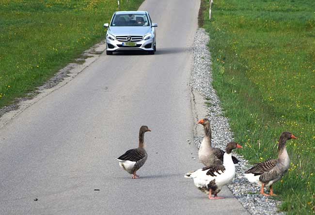 Frei laufende Gänse in Heimenkirch - sind aber jeden Abend wieder im Stall 2019