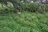 freilaufende Bio Hühner in Bodenhaltung in Heimenkirch - Hühner im Bauerngarten - freilaufende Bodenhaltung selbstverständlich