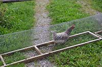 freilaufende Bio Hühner in Bodenhaltung in Heimenkirch - heim ins Nest -mit dem Hühnertunnel