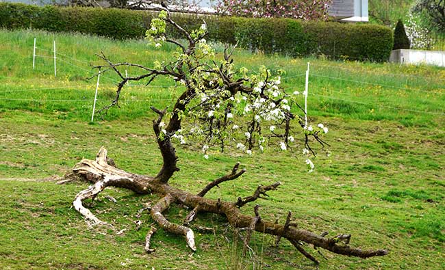 Die Haltung kleinwüchsiger Obstbäume hat viele Vorteile: sie sind leicht zu beernten, brauchen wenig Platz, der Schnitt und die Formierung sind einfach, sie sind leicht mit Netzen vor Vögeln zu schützen und es können gleich mehrere Obstsorten auf kleiner Fläche gepflanzt werden.