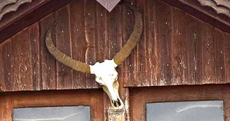 riesige Hörner prägen dieses Rind in Hergatz an der Hauswand