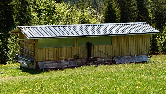 Bio Eier von Bio Hühnern auf dem Bio Bauernhof Edelweiss im Unterjoch - unbedingt auf die Bilder klicken!