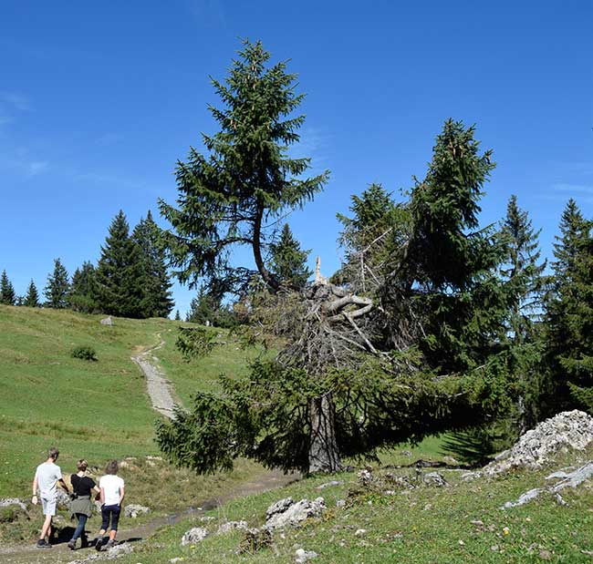 Wandergebiet Alpe Hörmoos - Ein Blitzschlag hat zwar die Fichte gekürzt, aber die neuen Triebe tragen wieder Tannenzapfen - Oberstaufen 2019