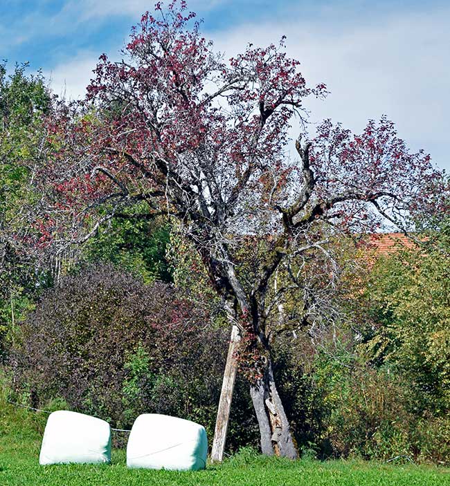 Tolle Früchte in der Streuobstwiese machen den Obstbaum so wertvoll im Allgäu