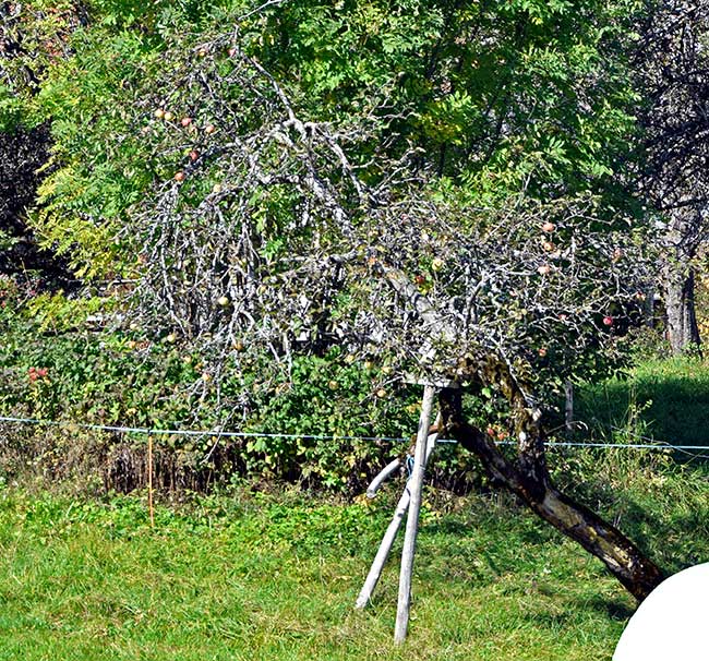 Alte Obstsorten und urate Bäume - aromatische Früchte im Allgäu