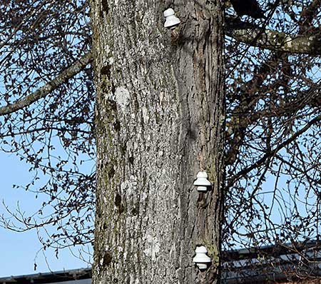 Laut Auskunft Stadtverwaltung Isny (Baumbeauftragter) ist das ein real existierender ökologischer Strommast (2019)