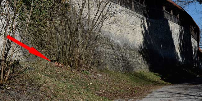 auf der seite liegendes Huhn, das relaxt, geniesst die Mittagsonne mttn i  Kaufbeuren