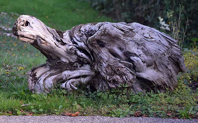 Diese Schildkröte im Wertstoffhof in Lindenberg (Allgäu) wollte jemand entsorgen 2019