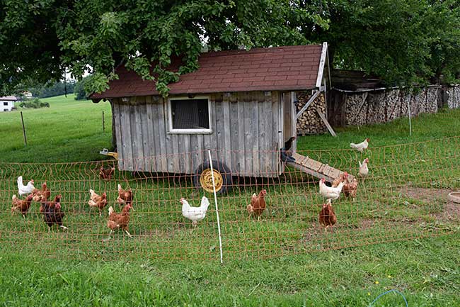 Fahrbares Hühnerhaus für Hühner in Freiladhaltung - Maierhöfen 2019