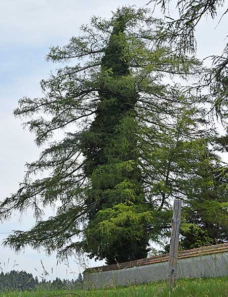 Efeu erobert auf einem Friedhof bei Leuterschach eine große alte Lärche