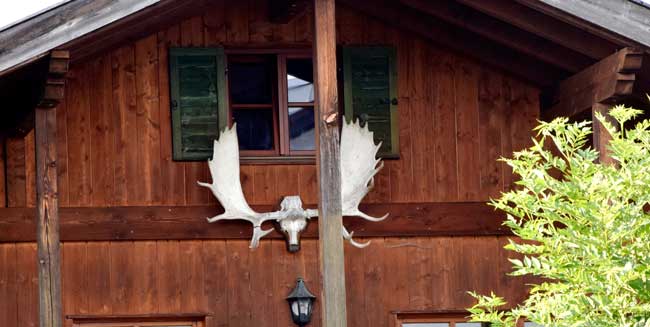 Elche sind also doch nicht ausgestorben - Jagdtrophäe in Roßhaupten 2019