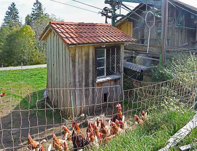 Womit fängt man Hühner im Allgäu - mit einem FISCHERNETZ - Mähris 2019 Waltenhofen - Diese Seilbahn ist seit langer Zeit (~20 Jahre) nicht mehr in Betrieb