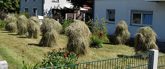 Hoinzen in der Region Altusried - das Gras wird für die Bienen nur  mal  im Jahr gemäht.