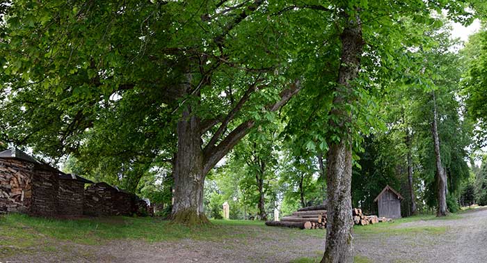 Gschnaidt - riesige Buchen säumen der Weg zu den Kapellen