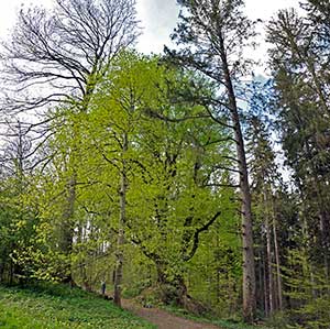 Die heilsame Linde in Ratzenried - Frühling 2020