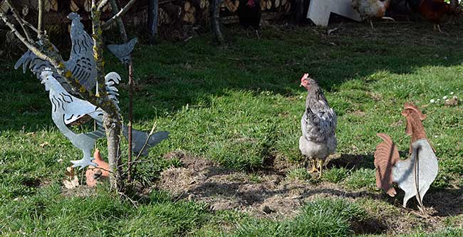 Blech Hühner vergrössern diesen Hühnerhaufen ins Stockach