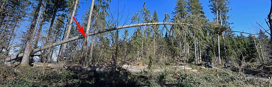 Ein Baum stützt den anderen - Wald nach 5 Stürmen mit Orkanstärke bei Isny