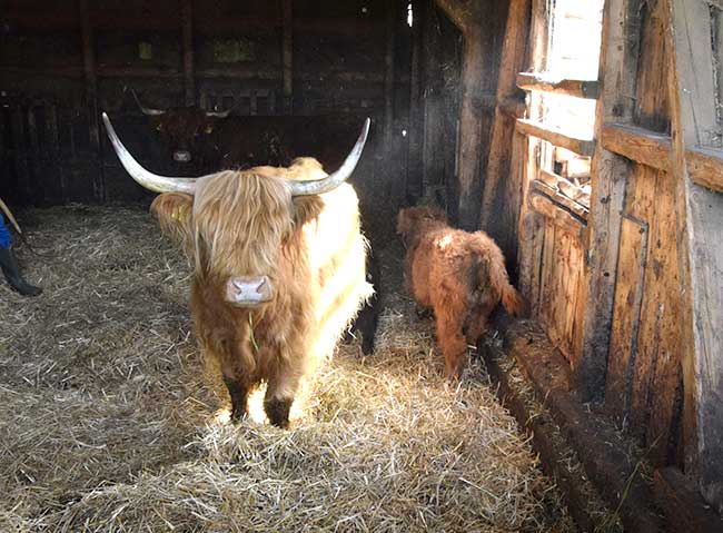 Mutterkuhhaltung mit schottischen Hochlandriendern bei Leutkirch - Hof in Mutterkuhhaltung mit reinrassigen schottischen Hochlandrinder / Highland Cattle
