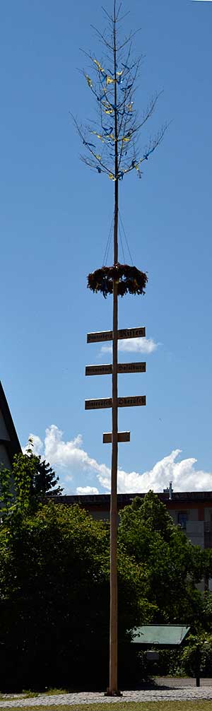 Maibaumersatz in Urlau - der Original Maibaum ist riesig und prächtig geschmückt