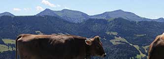 Panorama Alpenhauptkamm Allgäu - Blick von der Salmaser Höhe Richtung Süden über das Konstanzer Tal aud die Nagelfluhkette