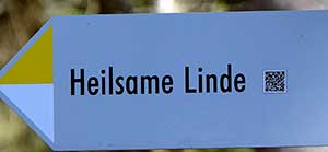 Die heilsame Linde in Ratzenried - direkt am Wanderweg - unweit der Burgruine Ratzenried