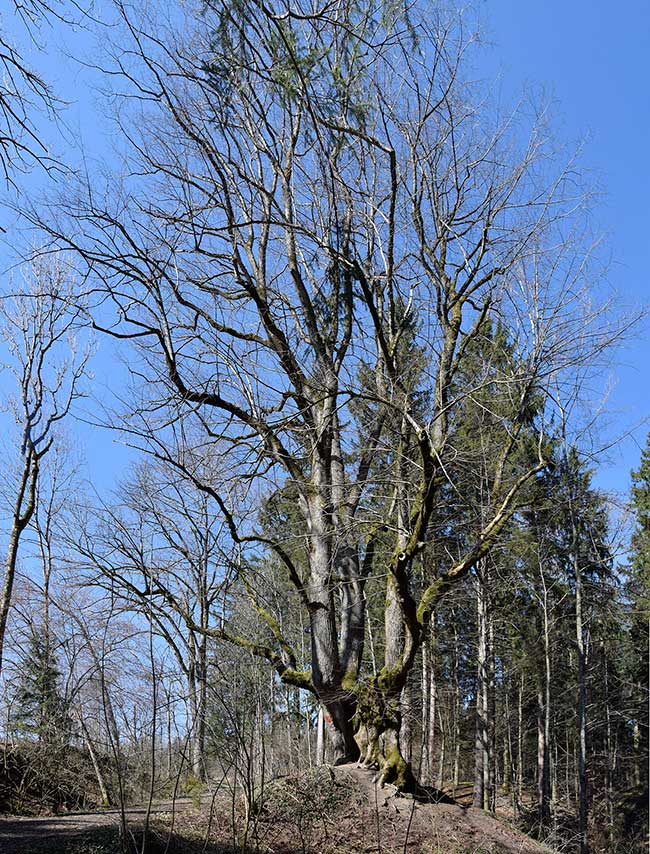 Was für ein Baum! Eine der stärksten Linden der Gegend - mit einem Umfang von sage und schreibe 9,50 Metern. Der gewaltige Stamm ist durch einen breiten Spalt geteilt. Wer sich durch ihn zwängte, konnte Krankheiten abstreifen - so die Überlieferung. Probieren Sie es selbst - der Glaube wirkt Wunder in Ratzenried der Gemeinde Argenbühl