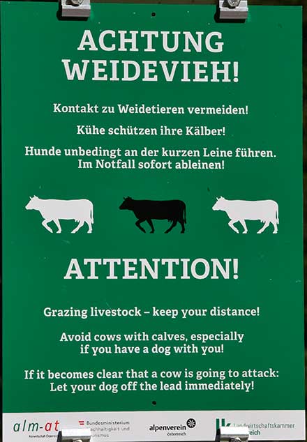 Weide Rinder ud Mutterkühe - beide sin gefährlich, weil auchim kleinsten Hund ein Wolf gesehen wird - Vorsäß Siedlung Schönenbach - Bezau 2020