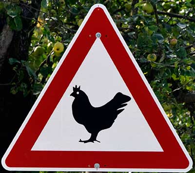In Kocherbauer (Neuravensburg - Wangen) sind Hühner besondes gefährdet