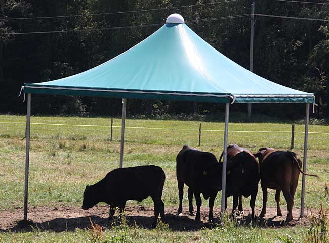 Stabile Metallrohre verhindert ein Beschädigen des Zeltes.